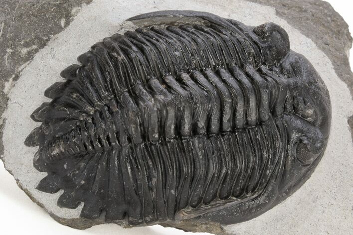 Detailed Hollardops Trilobite - Ofaten, Morocco #221040